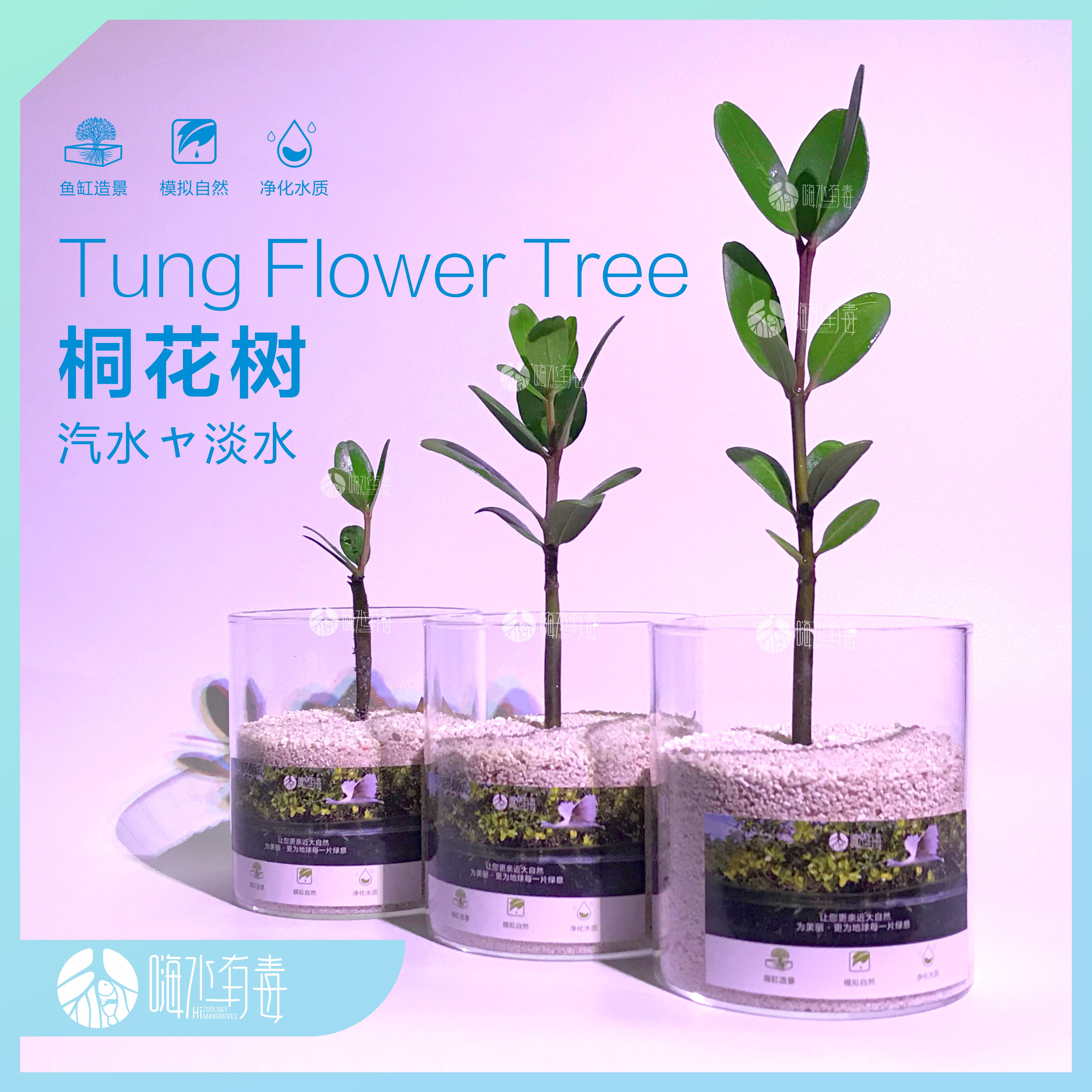 淡水红树 红树苗 水陆缸 雨林缸 草缸 水草 造景 原生缸 嗨水有毒 - 图2