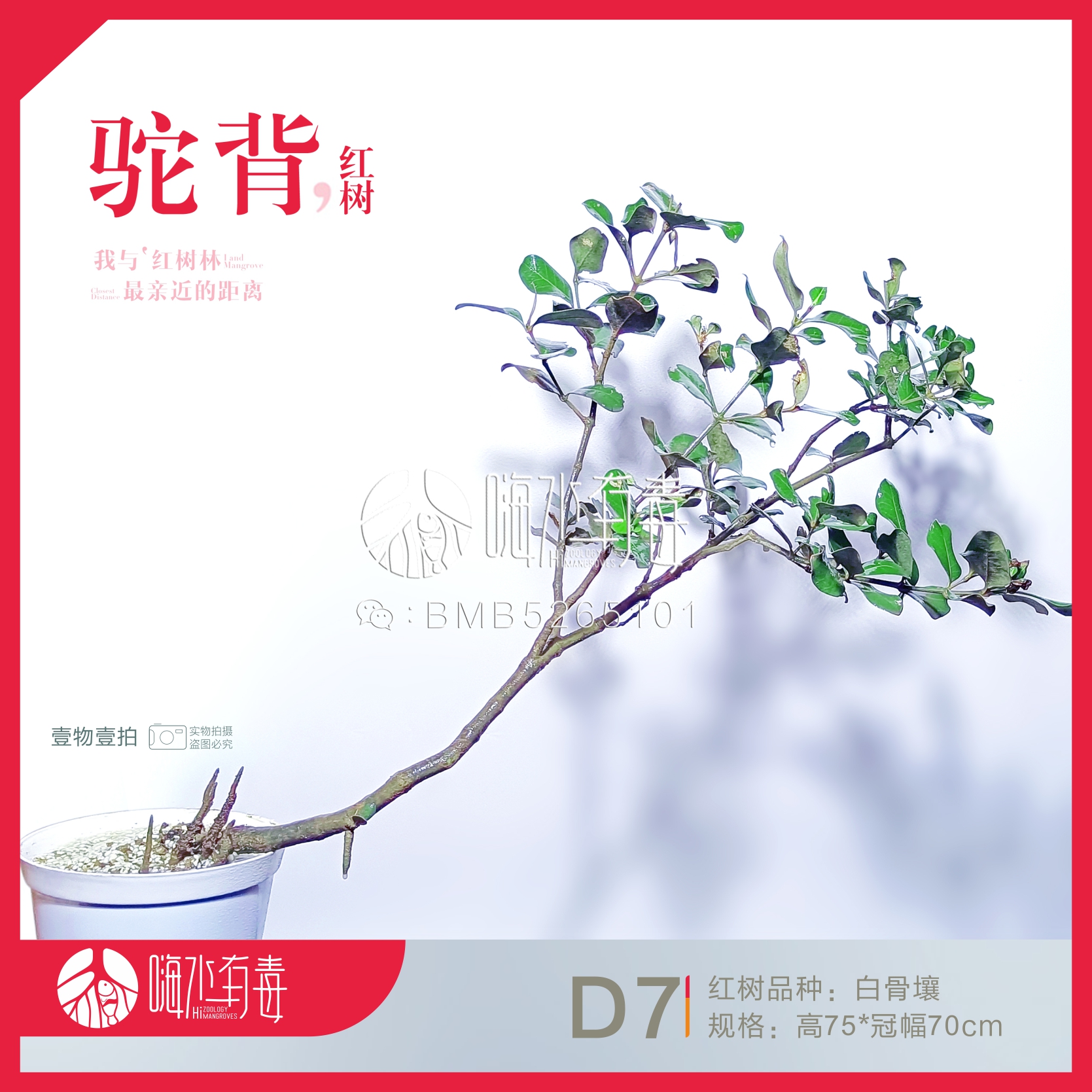 成景红树红树苗水陆缸雨林缸草缸水草造景原生缸嗨水有毒-图2