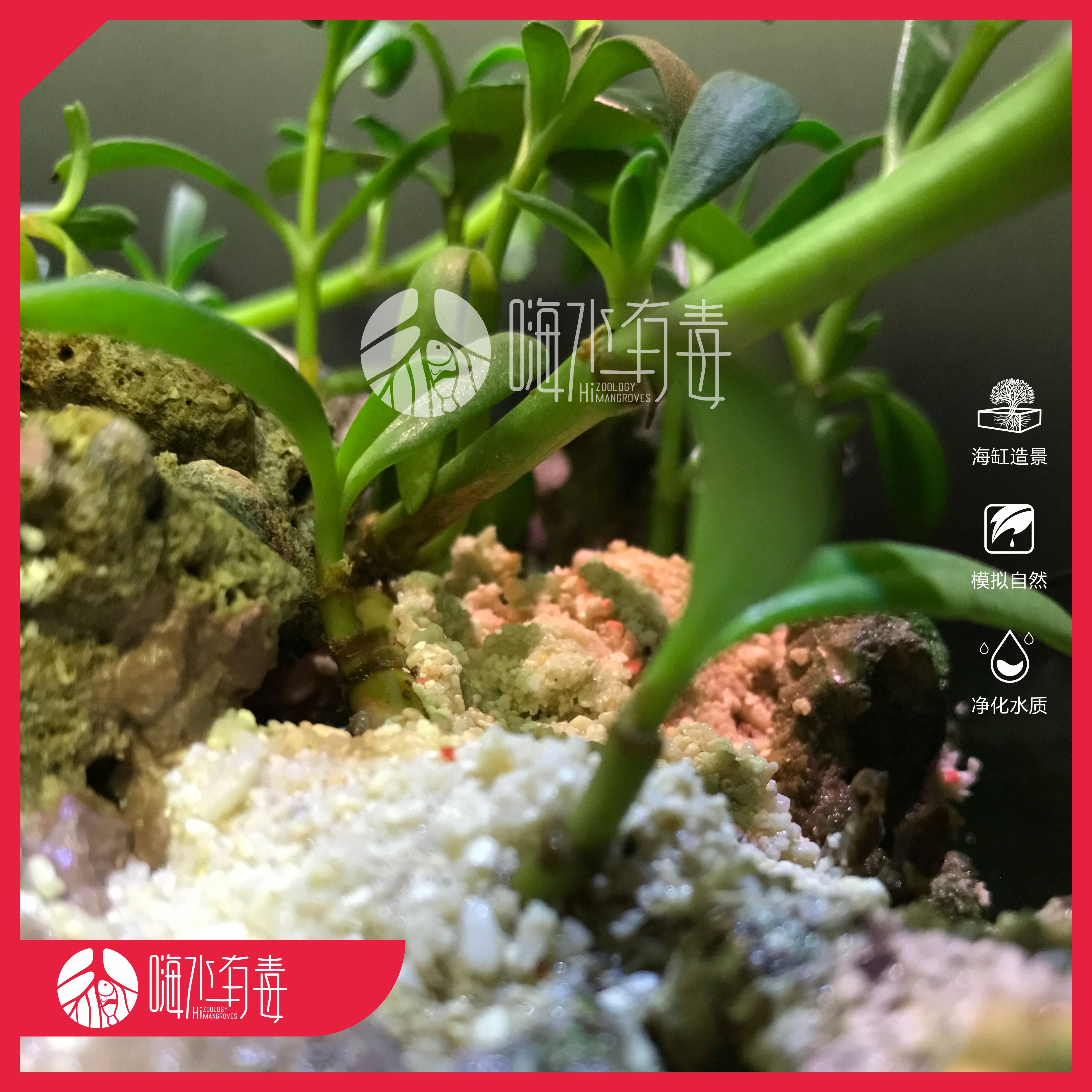 海马齿红树植物红树苗海水植物海缸造景水陆植物潮汐缸-图2