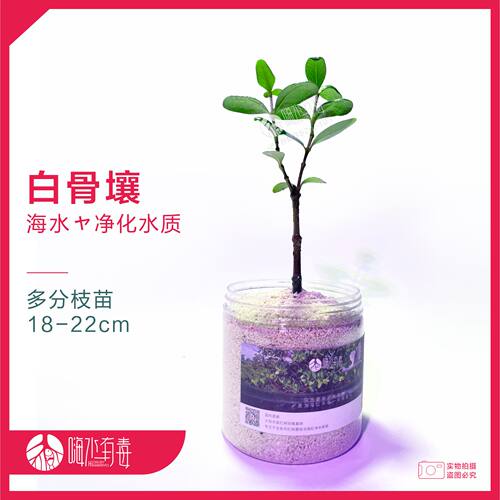 白骨壤 红树种子 秋茄 水笔仔 海缸 海水植物 造景 水陆缸 潮汐缸 - 图1