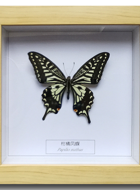 真蝴蝶标本相框装饰画 蝴蝶展览工艺品 昆虫蝴蝶标本展览节日礼物