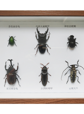 常见昆虫标本六益六害科普教学