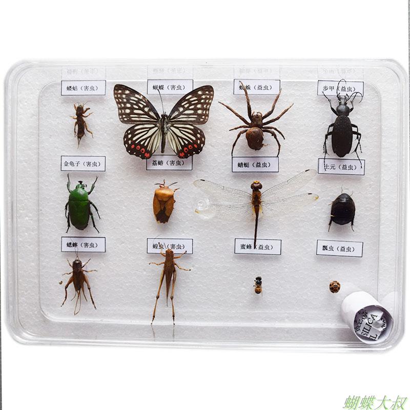 真昆虫标本 益虫害虫标本套装 常见昆虫 学校幼儿园认知教学 包邮 - 图3