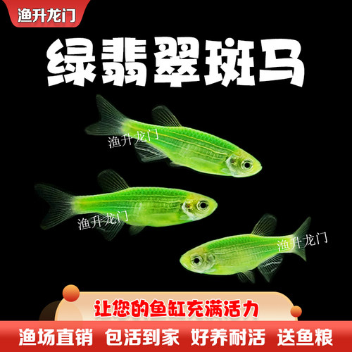 斑马鱼活体红蓝蝶翼好养金鱼冷水大号七彩荧光淡水小型热带观赏鱼 - 图1