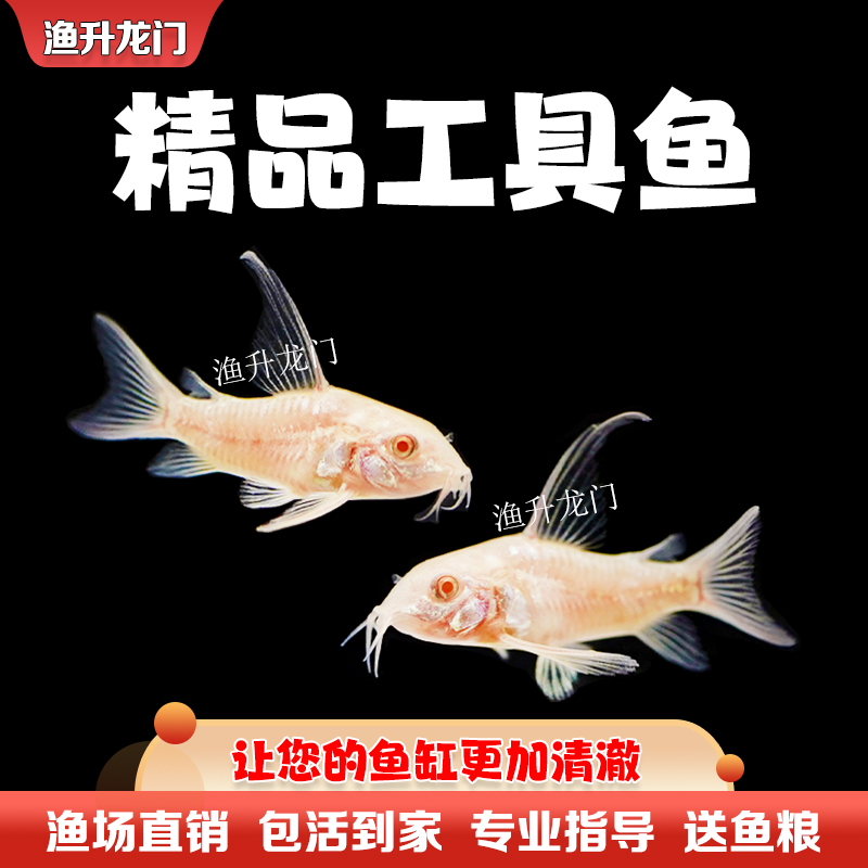 清道夫活体小型冷水清洁理鱼缸吃便垃圾金苔鼠除藻热带工具鱼包邮-图1