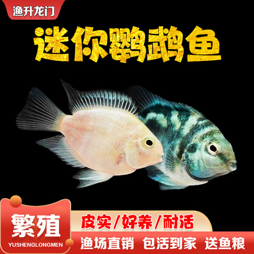 迷你鹦鹉鱼活体淡水新手繁殖宝蓝白金鹦鹉鱼短鲷小型鱼热带观赏鱼 - 图0