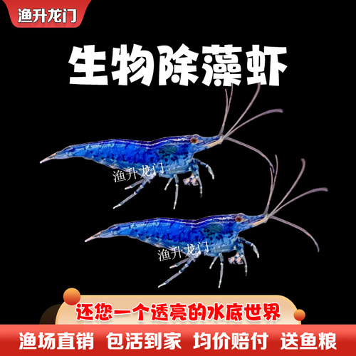 观赏虾活体除藻虾鲜活淡水热带米虾水晶虾极火蓝宝石工具虾苗包邮 - 图3