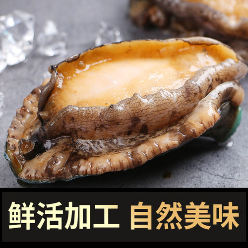 鲜冻鲍鱼特大个新鲜海捕超大活体鲍鱼捞饭渤海贝类海鲜水产包邮 - 图1