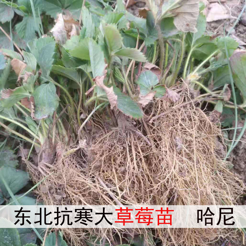 南北方草莓苗大果哈尼高粱果苗大地庭院阳台种植小盆栽草莓苗绿植 - 图1