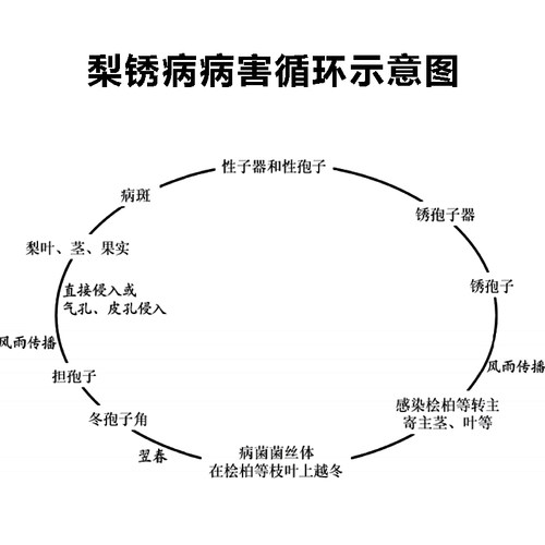 梨树锈病白粉病吡唑醚菌酯杀菌剂海棠树苹果玉米黑斑病三唑酮农药 - 图2