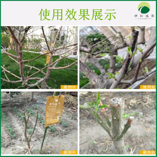 国光施它活大树吊针液植物注射液苗木移栽激活提高成活通用营养液 - 图0