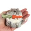 Hamster teething snacks, small carrots, rabbits, squirrels, golden bears, guinea pigs, calcium supplements, wear-resistant rabbit supplies