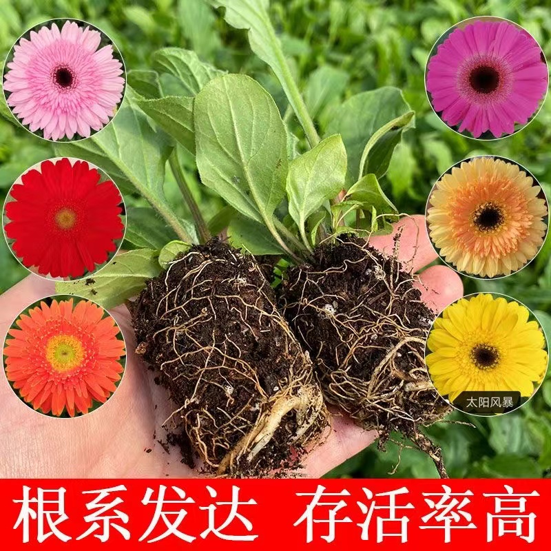 非洲菊花苗盆栽花苗扶郎花小苗四季开花绿植花卉阳台庭院易活种苗 - 图0