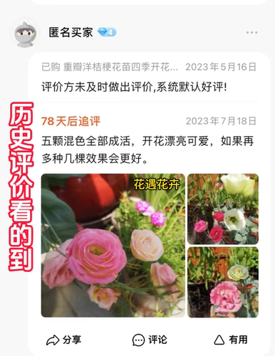 重瓣洋桔梗花苗原土发货阳台庭院室外室内绿植云南产地发货易成活 - 图2