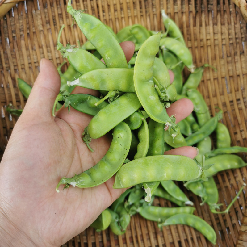 重庆菜豌豆3斤新鲜老品种农家菜豌豆管5斤豌豆片甜豌豆角农家自种-图2