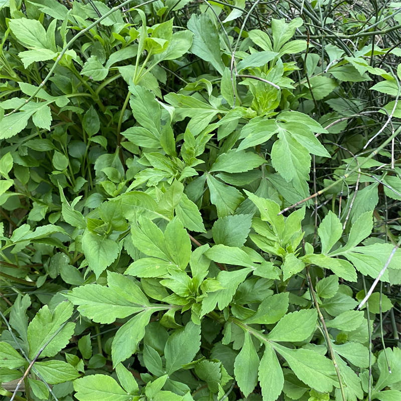 重庆野生苦斋菜新鲜苦菜公现摘野菜败酱草泡茶中药材原料广东福建 - 图2