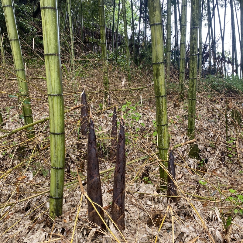 带壳竹笋新鲜重庆梁平斑竹笋现挖野生鲜笋春笋嫩竹笋大竹笋鲜嫩脆-图2