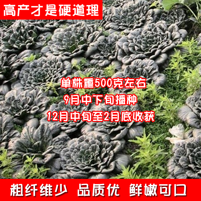 黄心乌塌菜种子金蝶玉菊花菜中八叶乌菜四季种籽塌地松黑白菜种孑-图2