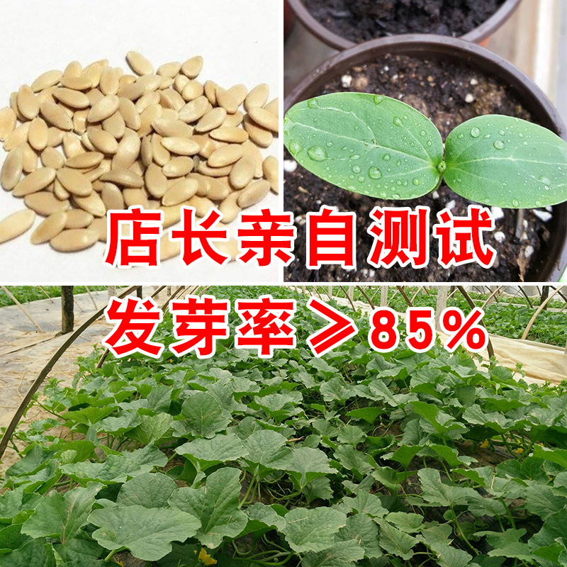 蔬果种子 落花甜水果香瓜 甜瓜甜宝盆栽蔬菜孑脆超甜高产四季春季 - 图2