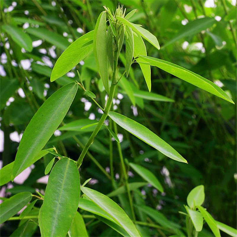 花种子跳舞草 阳台观赏植物 花卉种子草多年生趣味观叶植物春秋播