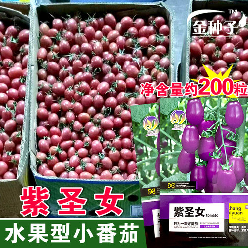 紫圣女果樱桃番茄种子紫番茄西红柿种籽阳台种菜盆栽紫色特好吃 - 图2
