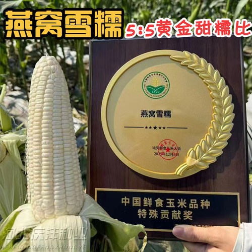 白靓甜1号糯玉米种子高产高品质甜糯玉米种春夏秋播燕窝雪糯玉米 - 图0