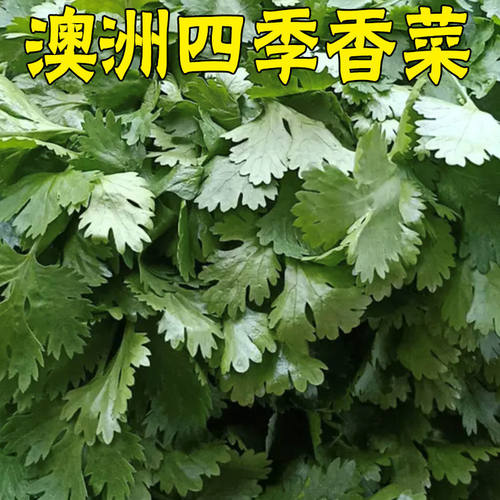 高产抗抽薹香菜种子春季播大叶香菜籽芫荽籽超抗热速生大面积种植 - 图2
