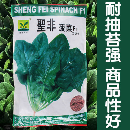 耐热杂交菠菜种子基地用夏秋季大叶菠菜高产墨绿耐寒菠菜籽蔬菜孑 - 图0