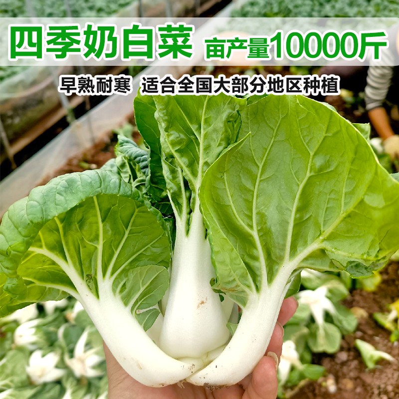 奶白菜种子小白菜青菜黑油菜春季四季蔬菜种籽秋矮脚秋播种孑冬季 - 图2