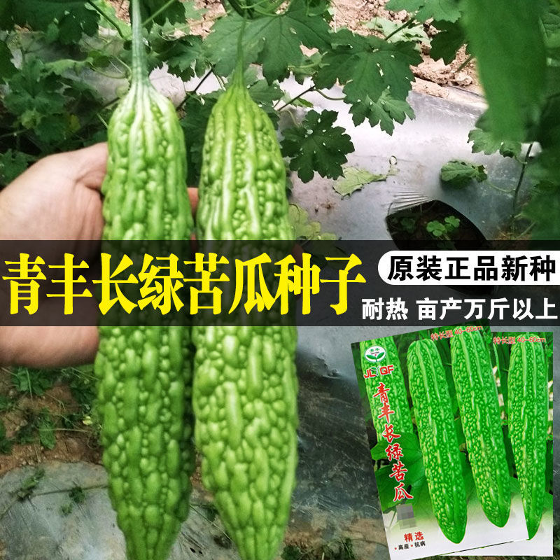 长绿苦瓜种子高产疙瘩绿苦瓜四季抗病特大苦瓜种籽耐热抗低温蔬菜,淘宝优惠券,粉丝福利购,淘宝优惠卷