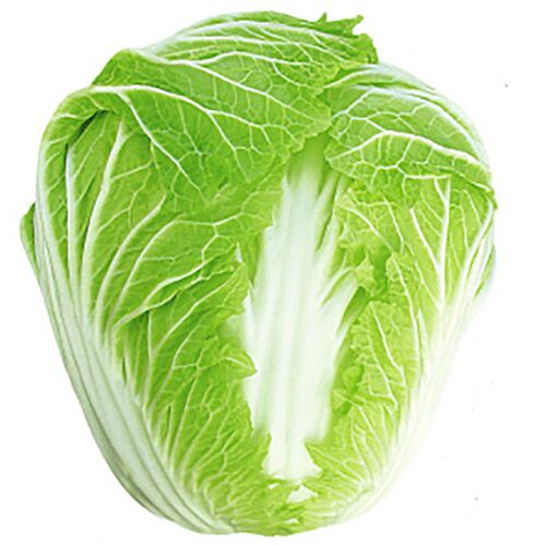 早熟5号大白菜种子秋季包头大白菜包心菜种籽孑蔬菜高产秋播耐寒 - 图3