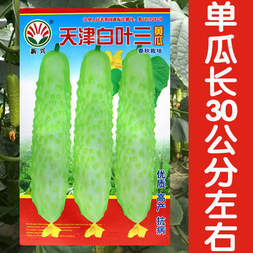 旱黄瓜种子白色水果黄瓜白丰老品种黄瓜种子高产优质皮薄肉厚早熟 - 图2