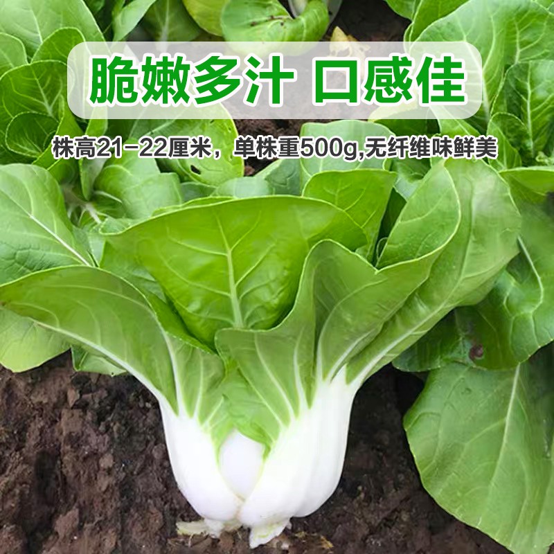 奶白菜种子小白菜青菜黑油菜春季四季蔬菜种籽秋矮脚秋播种孑冬季 - 图1