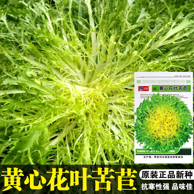 苦苣种子蔬菜种子 沙拉黄心苦菊籽生菜叶菜 四季易种庭院阳台包邮 - 图1