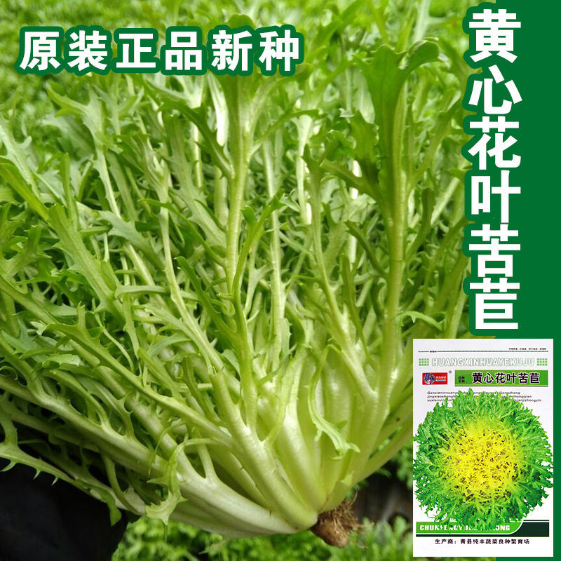 苦苣种子蔬菜种子 沙拉黄心苦菊籽生菜叶菜 四季易种庭院阳台包邮 - 图2