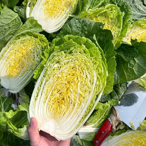 金丰130天山东大白菜种孑无筋包心菜籽晚熟菜种籽孑高产四季蔬菜 - 图0