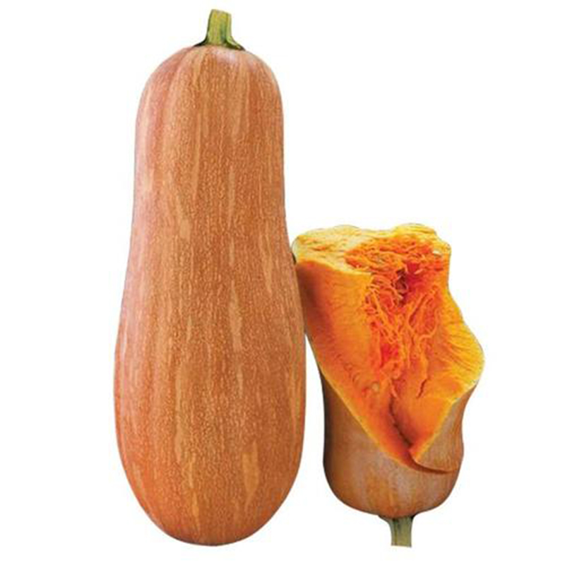 早栗蜜本南瓜种子超甜粉面蜜本甜南瓜早熟高产耐贮运四季蔬菜种籽,淘宝优惠券,粉丝福利购,淘宝优惠卷