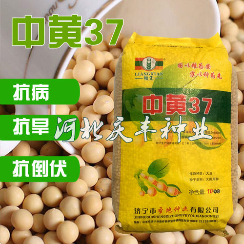 国审大豆种子黄豆种子中黄37高产大豆种子中黄13大豆不炸角春夏播 - 图0