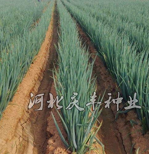 正宗山东章丘大葱籽新种子大葱籽蔬菜种子四季葱种甜特大孑籽 - 图0