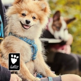 Hurtta Hurtta Dog Bare Boys Belly Pighraine y -Character Bare Bart -Up Tiber Shiba Inu Большая собака Shiba Inu Golden Retriever