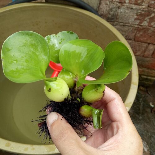 水葫芦水生植物新鲜种苗大棵带根好成活包邮浮萍水质净化美观浮漂 - 图2