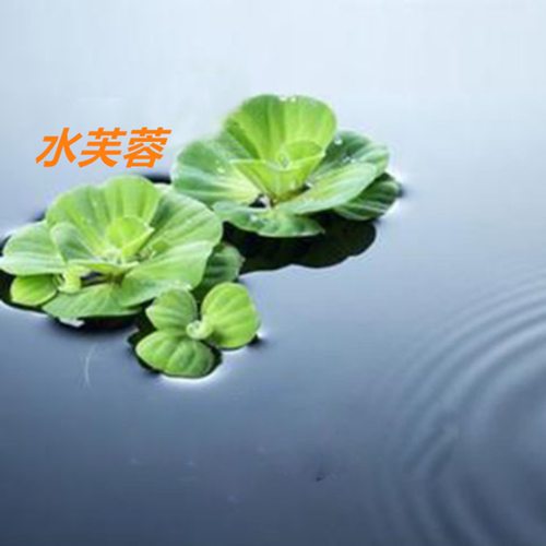 水葫芦水芙蓉浮萍水草花卉植物种苗鱼塘鱼池鱼缸养乌龟缸净化水质 - 图1