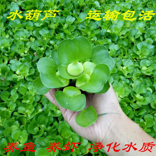 水葫芦水芙蓉浮萍水草花卉植物种苗鱼塘鱼池鱼缸养乌龟缸净化水质 - 图0