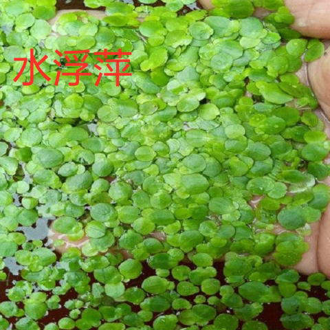 水葫芦 水芙蓉 水浮萍珊瑚萍水葫芦水草鱼缸鱼塘水养龟鱼虾水池净 - 图2