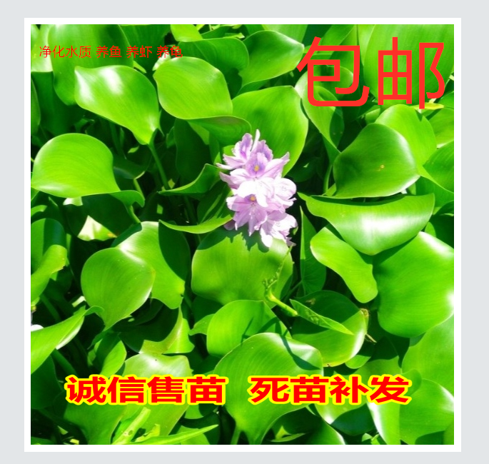 水葫芦水生植物新鲜种苗大棵带根好成活包邮浮萍水质净化美观浮漂