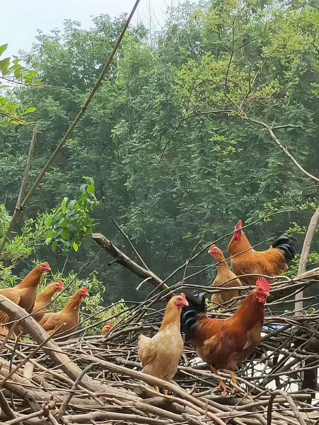 二只装正宗农家放养散养未打鸣童子鸡小公鸡子土鸡走地鸡仔鸡草鸡 - 图2