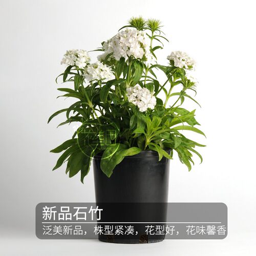 进口美国石竹花种籽子 矮化石竹种子 泛美快捷系列 馨香花型 - 图0