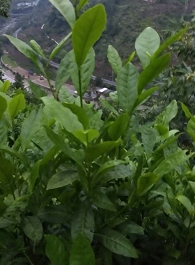 高山有机绿茶原液细胞液不加一滴水萃取浓缩精华纯露茶多酚抗氧化