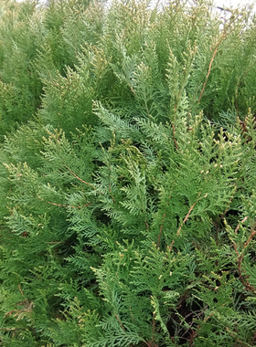 侧柏叶原液纯植物饱和纯露天然花水除菌益发花露去屑无添加500ML