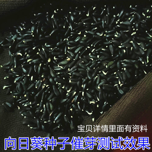 向日葵种子观赏食用切花向日葵花种籽葵花籽矮杆室内外盆栽孑迷你 - 图1